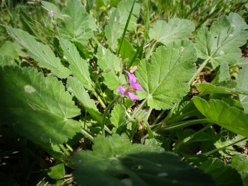 Erodium malacoides (L.) L''Hr. subsp. malacoides